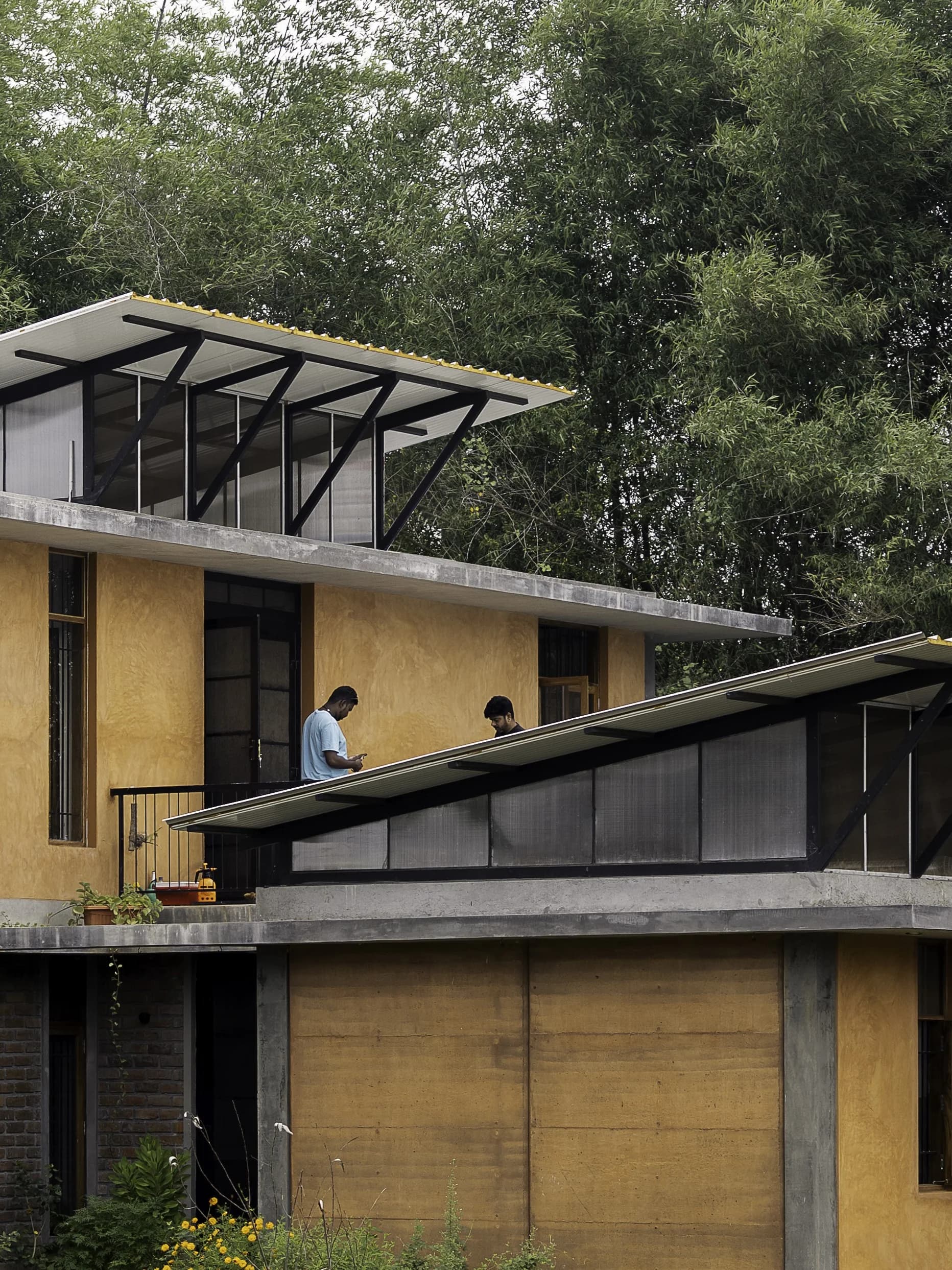 White Mongoose - Parents Residence